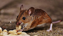24 Hour & Emergency Exterminators in Collegeville, PA